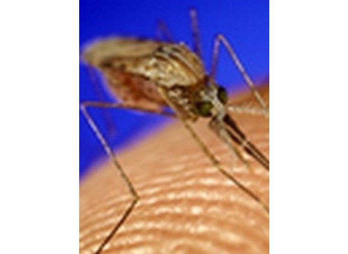 malaria